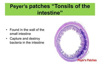 Peyer’s patches “Tonsils of the
intestine”
• Found in the wall of the
small intestine
• Capture and destroy
bacteria in the intestine
 