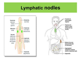 Lymphatic nodles
 
