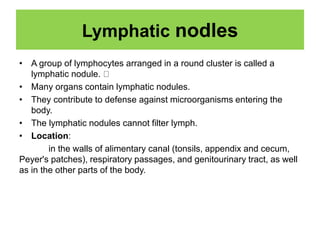 Lymphatic nodles
• A group of lymphocytes arranged in a round cluster is called a
lymphatic nodule.
• Many organs contain lymphatic nodules.
• They contribute to defense against microorganisms entering the
body.
• The lymphatic nodules cannot filter lymph.
• Location:
in the walls of alimentary canal (tonsils, appendix and cecum,
Peyer's patches), respiratory passages, and genitourinary tract, as well
as in the other parts of the body.
 
