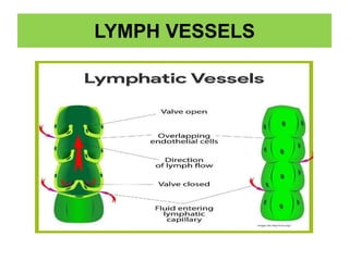 LYMPH VESSELS
 