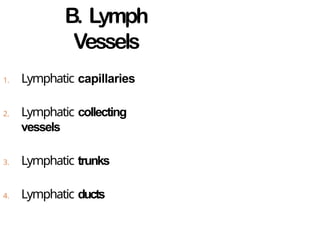 B. Lymph
Vessels
1. Lymphatic capillaries
2. Lymphatic collecting
vessels
3. Lymphatic trunks
4. Lymphatic ducts
 