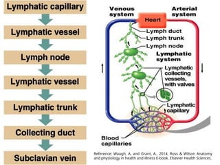 Reference: Waugh, A. and Grant, A., 2014. Ross & Wilson Anatomy
and physiology in health and illness E-book. Elsevier Health Sciences.
 