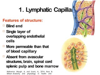1. Lymphatic Capillaries
24-
Features of structure:
 Blind end
 Single layer of
overlapping endothelial
cells
 More permeable than that
of blood capillary
 Absent from avascular
structures, brain, spinal cord
splenic pulp and bone marrow
Reference: Waugh, A. and Grant, A., 2014. Ross &
Wilson Anatomy and physiology in health and
 