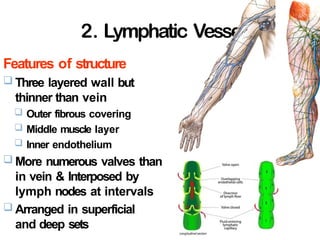 2. Lymphatic Vessels
24-
Features of structure
 Three layered wall but
thinner than vein
 Outer fibrous covering
 Middle muscle layer
 Inner endothelium
 More numerous valves than
in vein & Interposed by
lymph nodes at intervals
 Arranged in superficial
and deep sets
 