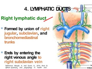 4. L
YMPHATIC DUCTS
24-
Right lymphatic duct
 Formed by union of right
jugular, subclavian, and
bronchomediastinal
trunks
 Ends by entering the
right venous angle to
right subclavian vein
Reference: Waugh, A. and Grant, A., 2014. Ross &
Wilson Anatomy and physiology in health and
 