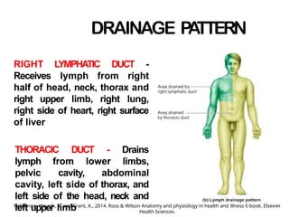 DRAINAGE P
A
TTERN
RIGHT L
YMPHATIC DUCT -
Receives lymph from right
half of head, neck, thorax and
right upper limb, right lung,
right side of heart, right surface
of liver
THORACIC DUCT - Drains
lymph from lower limbs,
pelvic cavity, abdominal
cavity, left side of thorax, and
left side of the head, neck and
left upper limb
Reference: Waugh, A. and Grant, A., 2014. Ross & Wilson Anatomy and physiology in health and illness E-book. Elsevier
Health Sciences.
 