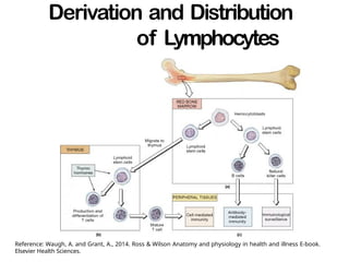 Derivation and Distribution
of Lymphocytes
Reference: Waugh, A. and Grant, A., 2014. Ross & Wilson Anatomy and physiology in health and illness E-book.
Elsevier Health Sciences.
 