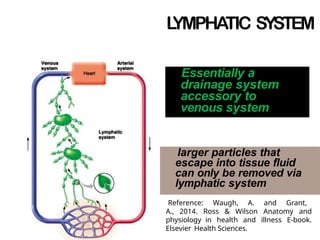 Essentially a
drainage system
accessory to
venous system
larger particles that
escape into tissue fluid
can only be removed via
lymphatic system
Reference: Waugh, A. and Grant,
A., 2014. Ross & Wilson Anatomy and
physiology in health and illness E-book.
Elsevier Health Sciences.
L
YMPHATIC SYSTEM
 