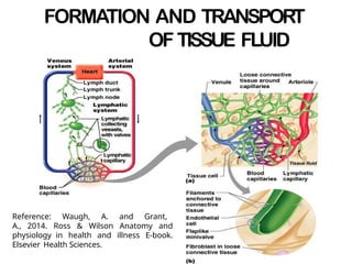 FORMATION AND TRANSPORT
OF TISSUE FLUID
Reference: Waugh, A. and Grant,
A., 2014. Ross & Wilson Anatomy and
physiology in health and illness E-book.
Elsevier Health Sciences.
 