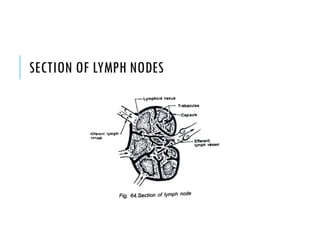 Lymphatic System Section Lymphatic System | PDF