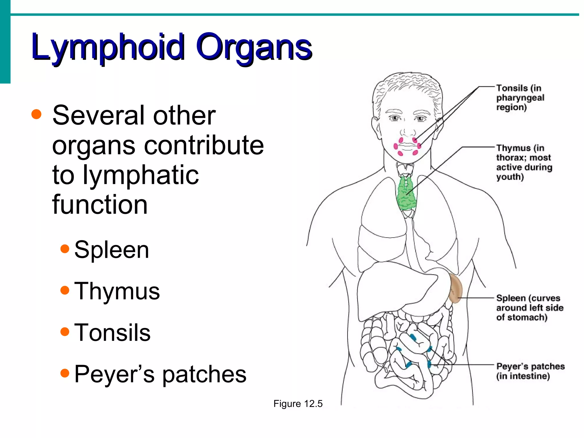 Lymphoid Organs
• Several other
  organs contribute
  to lymphatic
  function
  • Spleen
  • Thymus
  • Tonsils
  • Peyer’s patches
                      Figure 12.5
 