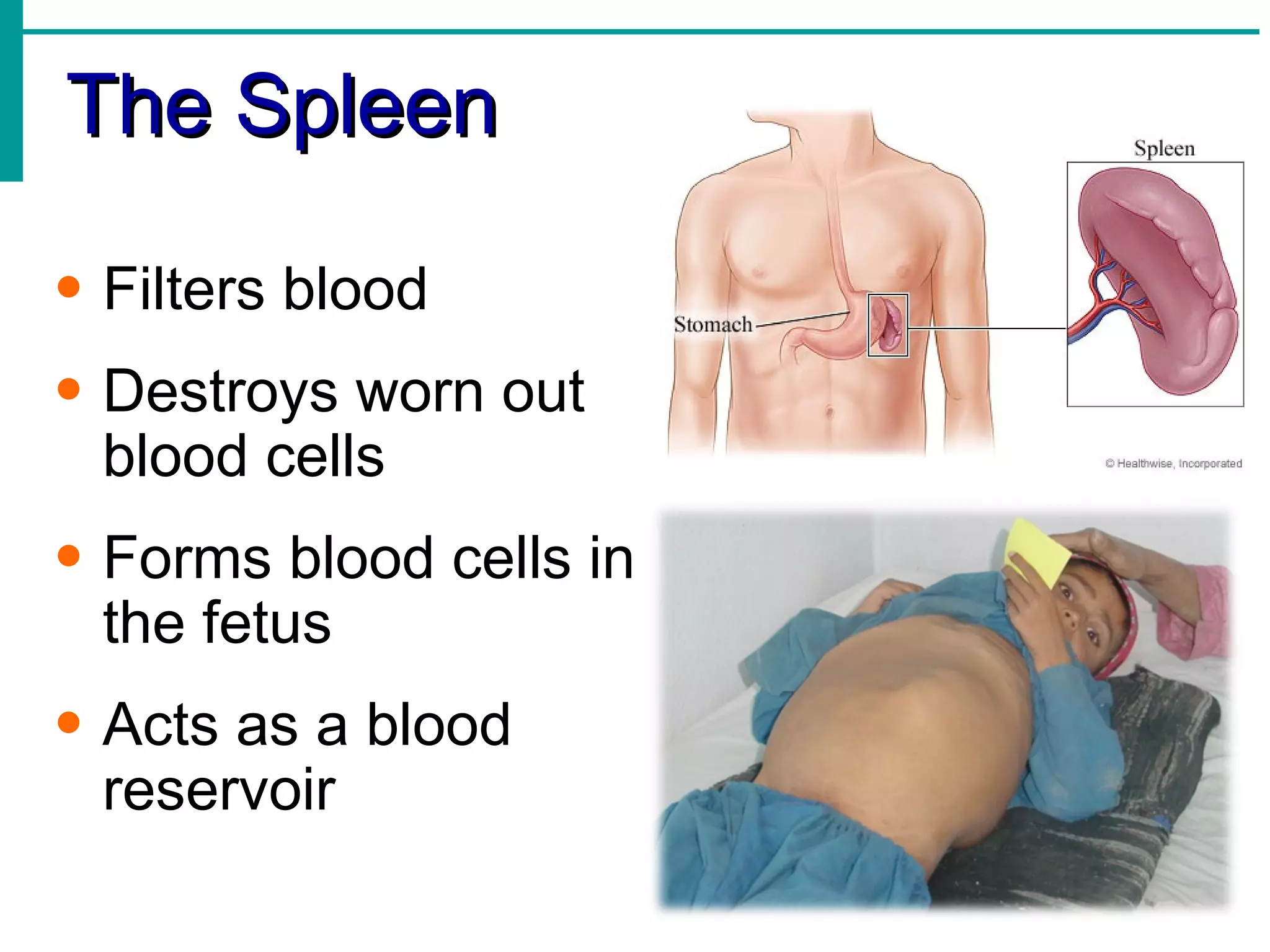 The Spleen

• Filters blood
• Destroys worn out
  blood cells
• Forms blood cells in
  the fetus
• Acts as a blood
  reservoir
 