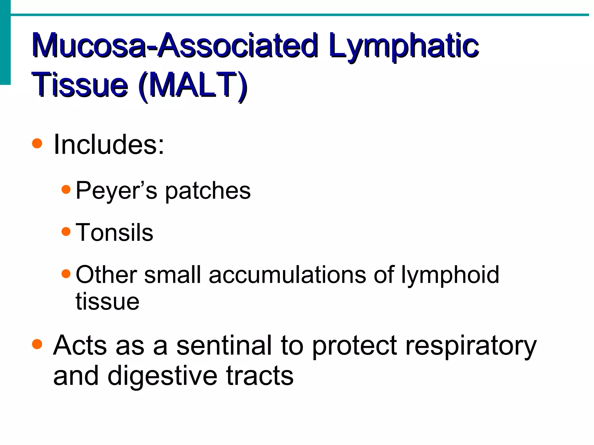 Mucosa-Associated Lymphatic
Tissue (MALT)
• Includes:
  • Peyer’s patches
  • Tonsils
  • Other small accumulations of lymphoid
    tissue
• Acts as a sentinal to protect respiratory
  and digestive tracts
 
