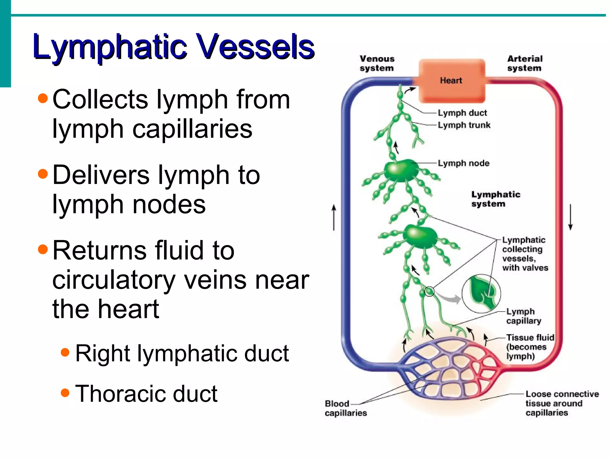 Lymphatic Vessels
• Collects lymph from
  lymph capillaries
• Delivers lymph to
  lymph nodes
• Returns fluid to
  circulatory veins near
  the heart
  • Right lymphatic duct
  • Thoracic duct
 