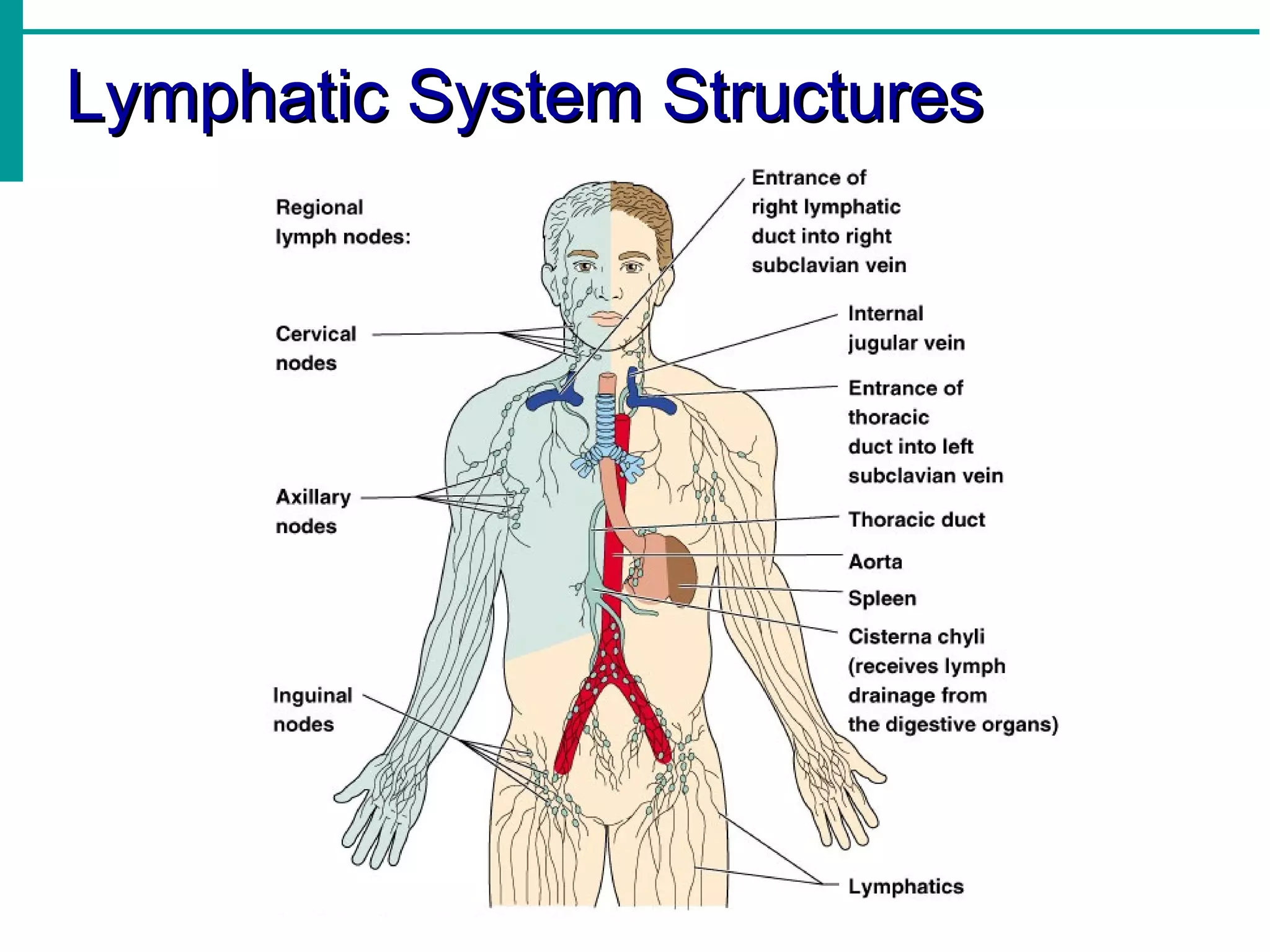 Lymphatic System Structures
 