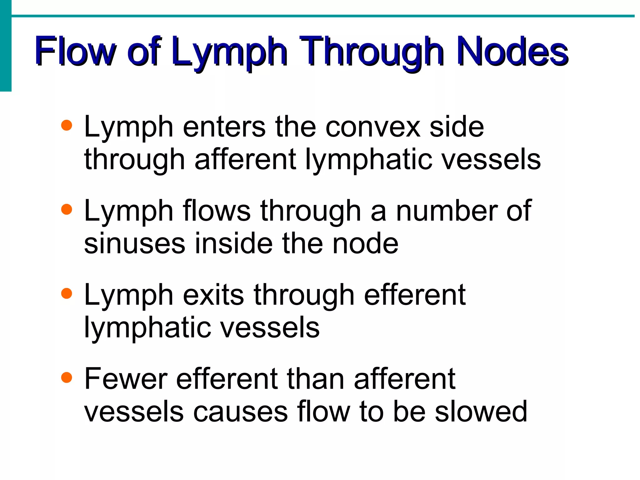 Flow of Lymph Through Nodes
 • Lymph enters the convex side
   through afferent lymphatic vessels
 • Lymph flows through a number of
   sinuses inside the node
 • Lymph exits through efferent
   lymphatic vessels
 • Fewer efferent than afferent
   vessels causes flow to be slowed
 