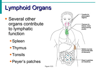 Lymphoid Organs
• Several other
  organs contribute
  to lymphatic
  function
  • Spleen
  • Thymus
  • Tonsils
  • Peyer’s patches
                      Figure 12.5
 
