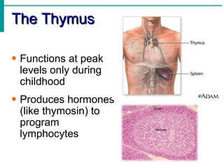 The Thymus

• Functions at peak
  levels only during
  childhood
• Produces hormones
  (like thymosin) to
  program
  lymphocytes
 