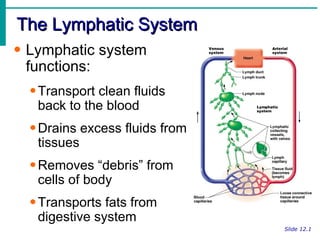 The Lymphatic System
• Lymphatic system
  functions:
  • Transport clean fluids
    back to the blood
  • Drains excess fluids from
    tissues
  • Removes “debris” from
    cells of body
  • Transports fats from
    digestive system
                                Slide 12.1
 
