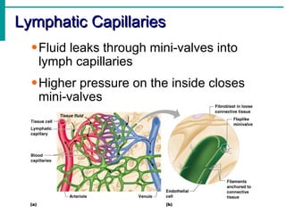 Lymphatic Capillaries
  • Fluid leaks through mini-valves into
    lymph capillaries
  • Higher pressure on the inside closes
    mini-valves
 
