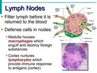 Lymph Nodes
• Filter lymph before it is
  returned to the blood
• Defense cells in nodes:
  • Medulla houses
    macrophages which
    engulf and destroy foreign
    substances
  • Cortex nurtures
    lymphocytes which
    provide immune response
    to antigens (cortex)
 