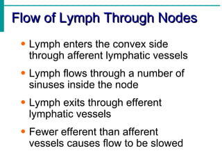 Flow of Lymph Through Nodes
 • Lymph enters the convex side
   through afferent lymphatic vessels
 • Lymph flows through a number of
   sinuses inside the node
 • Lymph exits through efferent
   lymphatic vessels
 • Fewer efferent than afferent
   vessels causes flow to be slowed
 