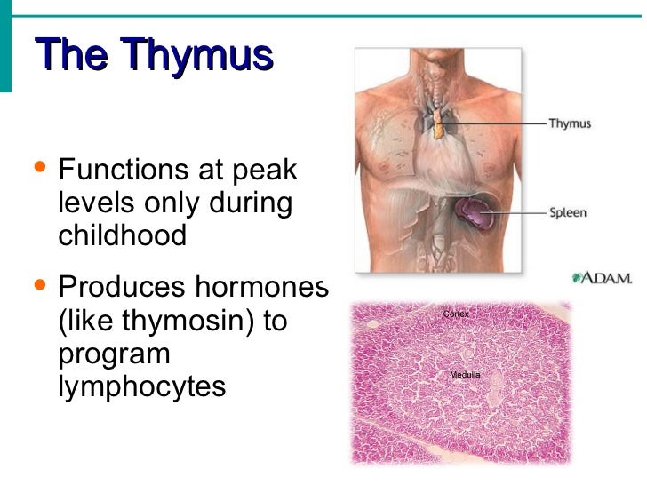Thymus Gland Function