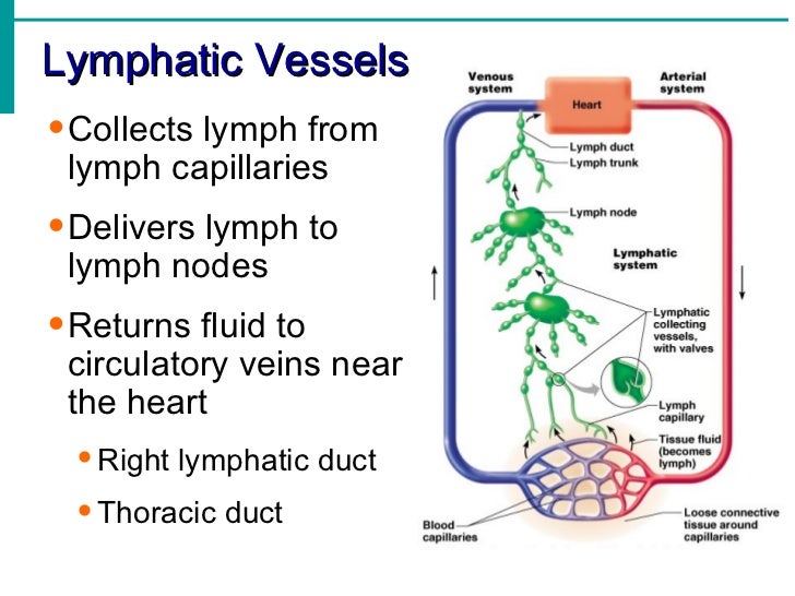 chart digestive of flow system Lymphatic Notes System
