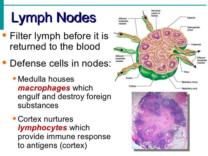 Lymphatic System Notes