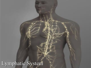 Lymphatic SystemLymphatic System