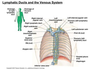 Lymphatic Ducts and the Venous System