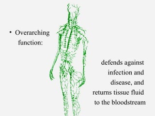 • Overarching
function:
defends against
infection and
disease, and
returns tissue fluid
to the bloodstream