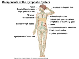 Components of the Lymphatic System