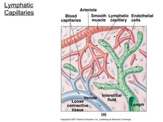 Lymphatic
Capillaries