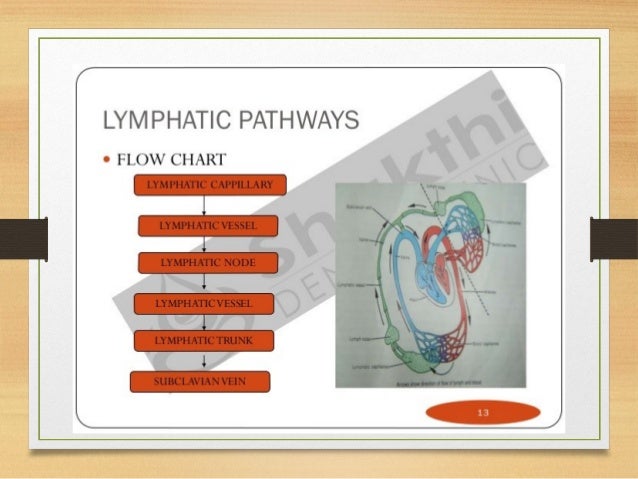 Lymphatic Flow Chart