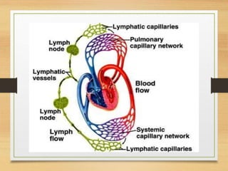 Lymphatic System
