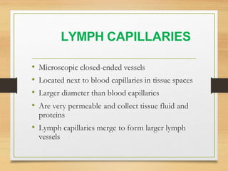 Lymphatic System