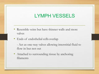 Lymphatic System