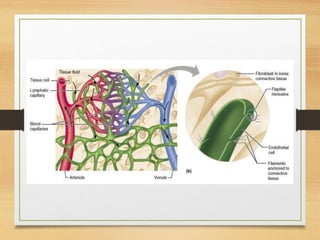 Lymphatic System