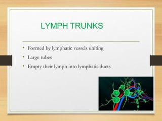 Lymphatic System