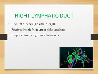 Lymphatic System