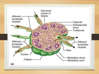 Lymphatic System