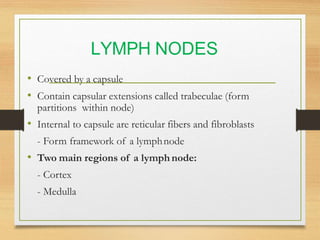 Lymphatic System