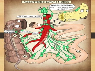 Lymphatic System