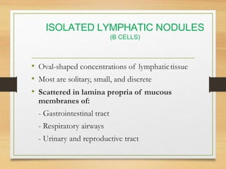 Lymphatic System