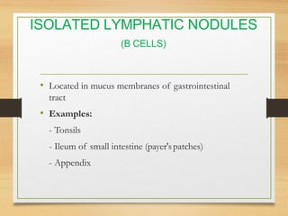 Lymphatic System