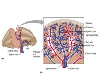Lymphatic System