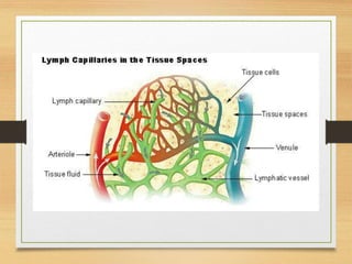 Lymphatic System