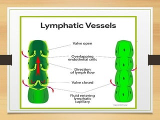 Lymphatic System