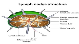 Lymphatic system ppt[1].pptx . | PPTX